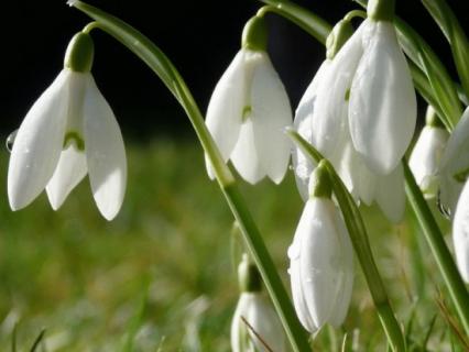 养护雪滴花有哪些要点 雪花怎么养护