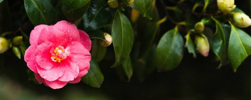 茶花叶子有锈斑怎么治