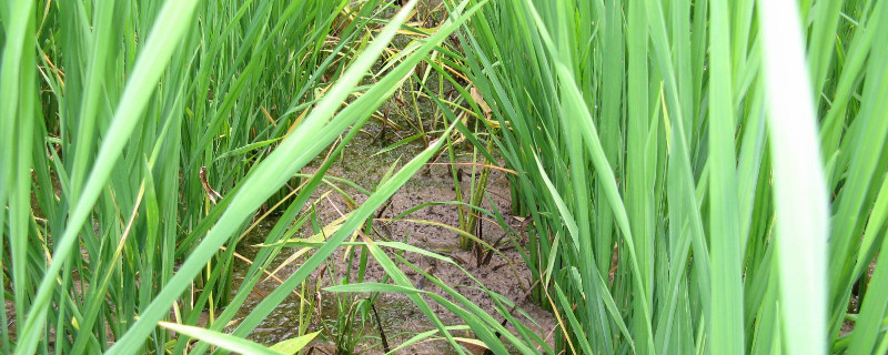 野荸荠用什么药打（荸荠打药吗）