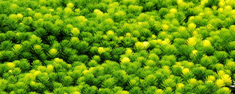 金鱼藻属于沉水植物吗 金鱼藻是浮水植物吗