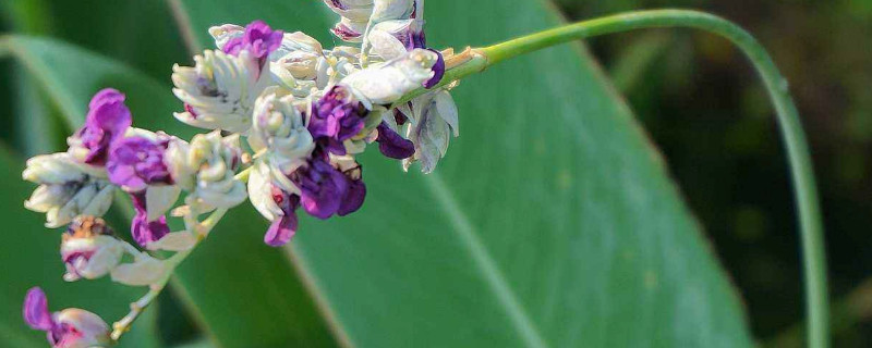 再力花是什么植物 再力花是什么植物类型