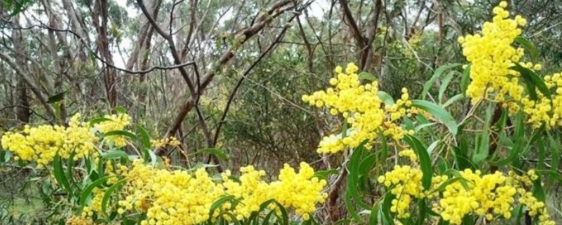 金合欢的花语和寓意（金合欢花的花语）