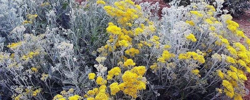 雪叶莲能在家养吗 雪莲花能在家里养吗