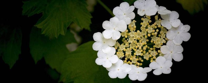 琼花的寓意（玉树琼花的寓意）