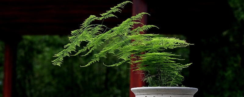 文竹怕冷吗?怎么过冬 文竹怕冬天吗