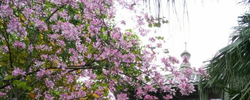 紫荆花的寓意与花语（紫荆花的花语和象征意义）