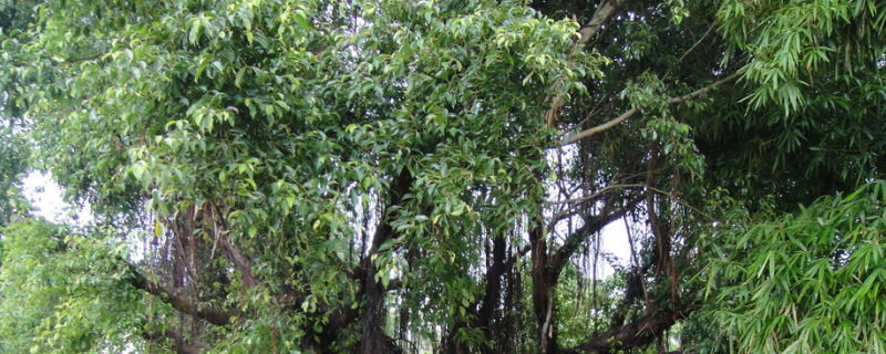 菩提是什么植物 金丝菩提是什么植物