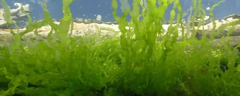 金鱼藻是什么植物裸子还是被子 金鱼藻是什么植物金鱼藻是被子植物