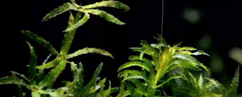 黑藻是单细胞生物吗（黑藻是单细胞藻类植物吗）