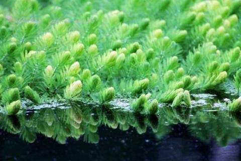 金鱼藻的特点：生命力旺盛，耐高温 金鱼藻的特点:生命力旺盛,耐高温的原因