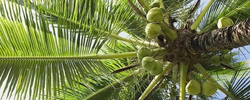 椰子是裸子植物还是被子植物 椰子是种子植物还是裸子植物