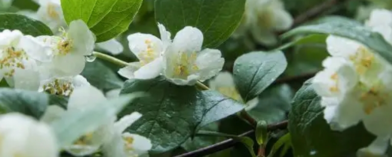 茉莉花冬天叶子干枯怎么办（茉莉花冬天叶子枯了怎么办）