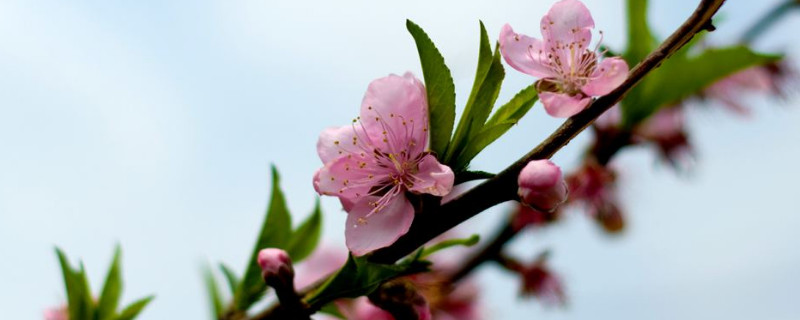 桃花的花瓣和萼片的数量 桃花花萼的数量是多少