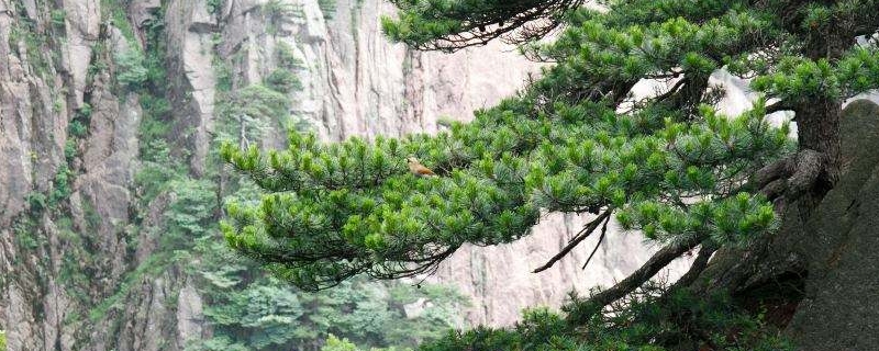 松子是裸子植物还是被子植物 松子属于裸子植物还是被子植物