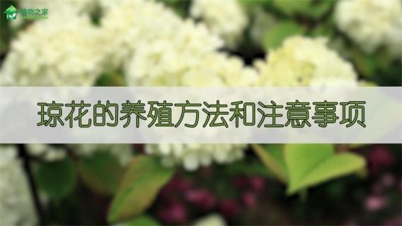 琼花的养殖方法和注意事项（琼花树的养殖方法和注意事项）