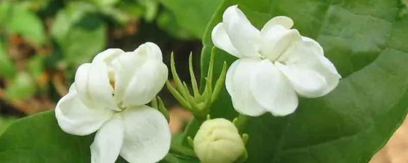 茉莉花冬季修剪时间和方法 茉莉花的秋季修剪方法