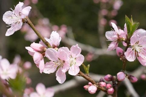 桃树落花后能浇水吗