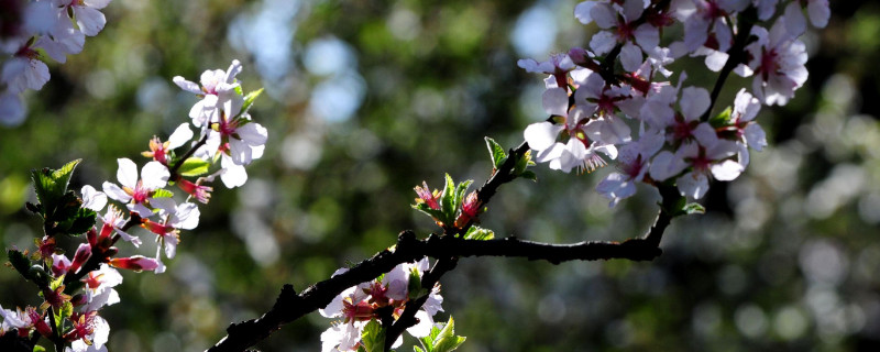 桃花枝条怎么养（桃花干枝怎么养）