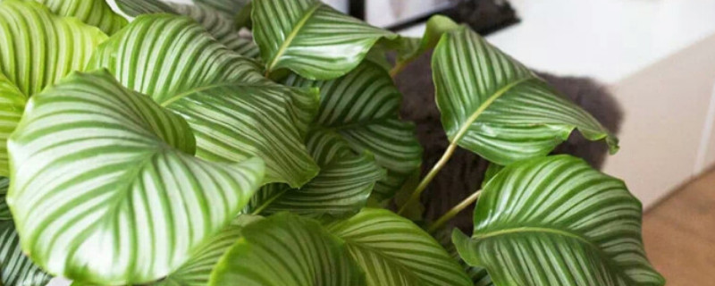 青苹果植物在室内功效（室内绿植青苹果）