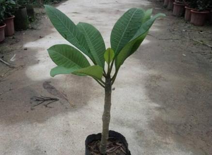 鸡蛋花树北方怎样种植，鸡蛋花树在北方的养护技巧