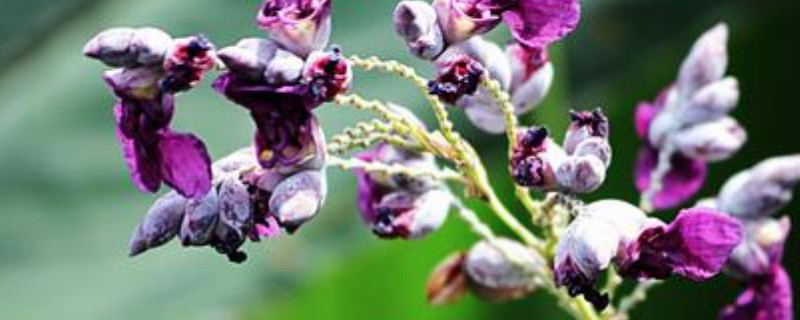 再力花是水生植物吗 水生再力花怎么栽植