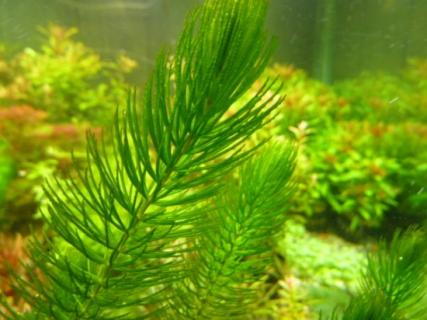 金鱼藻怎么养：掌握五种养殖要点 金鱼藻怎么养:掌握五种养殖要点