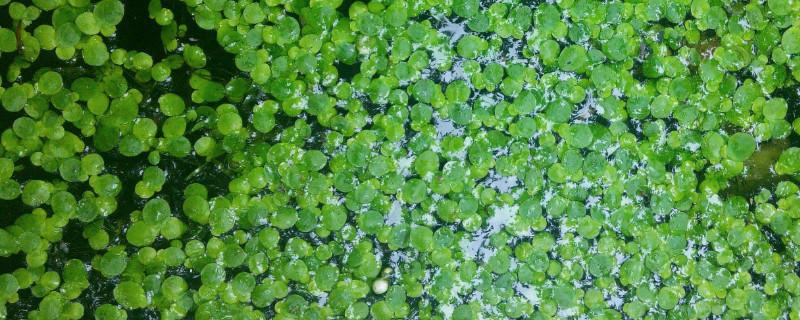 浮萍可以用来喂鸡鸭吗（浮萍喂鸡的害处）