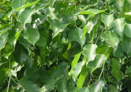 垂叶榕种植：盛夏需遮荫 垂叶榕的养殖方法和注意事项