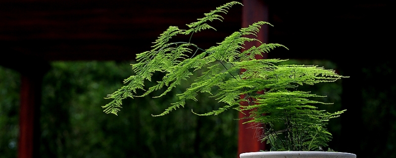 文竹开花的味道有毒吗 文竹的花香有毒吗