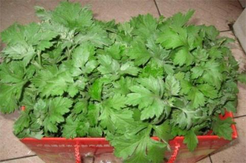 野生艾叶采摘最佳时间,清明节前采摘艾叶效果好