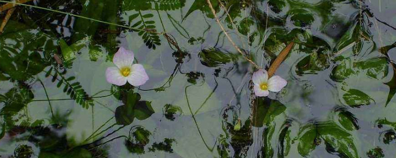 水车前草是不是就是车前草（水车前草和车前草有什么不同）