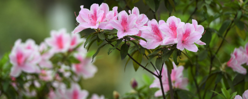 盆栽杜鹃花夏天怎么养（杜鹃花在夏天怎么养）