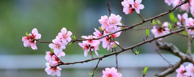 桃花适合在什么地方生长