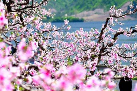 桃花适合在什么地方生长