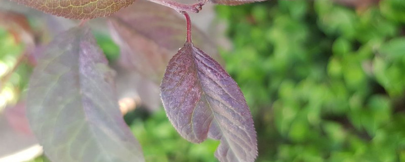 红叶李叶子有破洞 红叶李枯叶子怎么回事