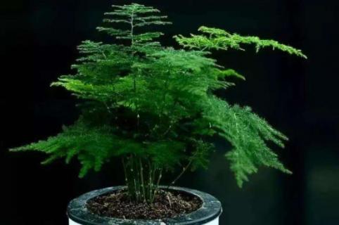 文竹怕冷吗?怎么过冬