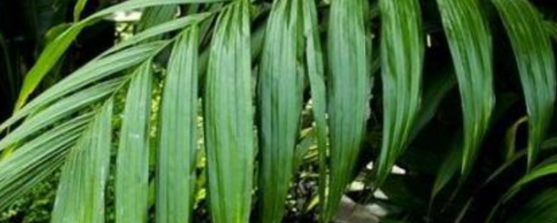 散尾葵凤尾竹的养殖方法和注意事项 散尾葵放客厅大忌