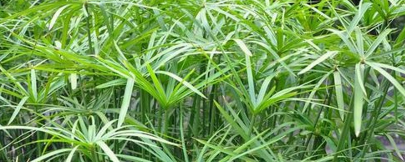 养水竹的方法 养水竹的方法能放铁钉吗