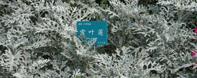 雪叶莲有毒吗（雪莲有毒吗?）