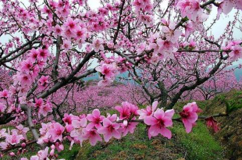 桃花适合在什么地方生长