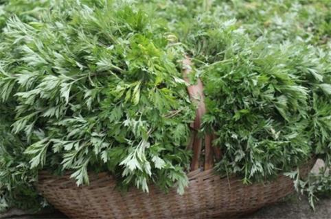 野生艾叶采摘最佳时间,清明节前采摘艾叶效果好