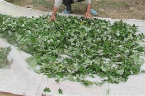 野生艾叶采摘最佳时间,清明节前采摘艾叶效果好