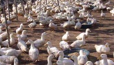 肉鸭高密度的旱地养殖技术 肉鸭笼养高产肉鸭养殖技术
