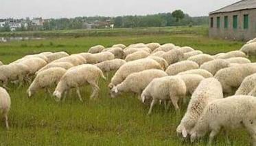 农村养羊怎么样 农村养羊怎么样?养羊的利润有多少?