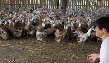 冬养蛋鸭养殖有哪五个要点必须掌握 冬季蛋鸭管理及饲养