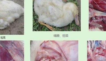 鸭传染性浆膜炎症状 鸭传染性浆膜炎症状表现