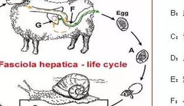 羊肝片吸虫病的症状及其防治方法 羊肝片吸虫病是什么症状