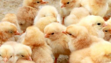 雏鸡养殖技术 雏鸡的养殖与管理技术