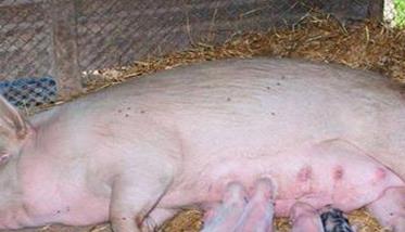 母猪催乳方法 母猪催乳的方法