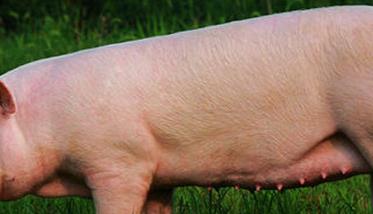 评定母猪繁殖性能指标主要有哪些（评定母猪繁殖性能指标主要有哪些方面）